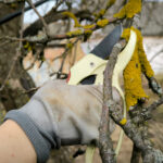 tree pruning lake oswego